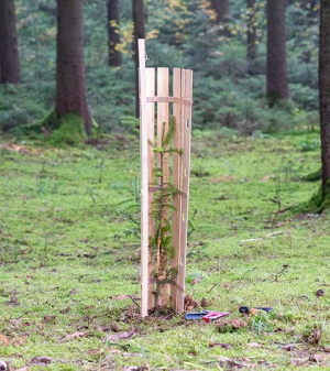 banner-wuchshuelle-dendron-n.jpg